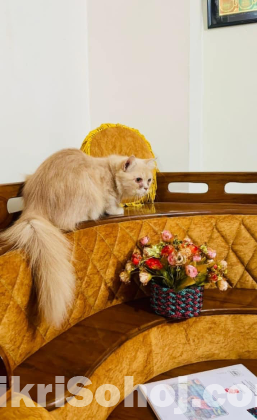 Persina Female adult cat
